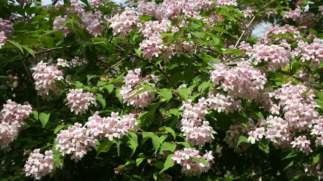 Kolkwitzia (Linnaea) amabilis