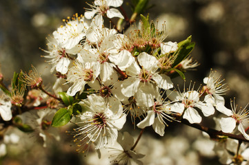 white cherry blossoms