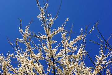 white cherry blossoms