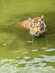 Royal bengal tiger