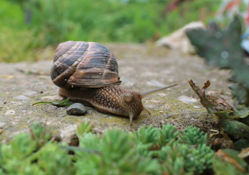 Snail on green garden