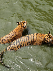 Fototapeta na wymiar Royal bengal tiger