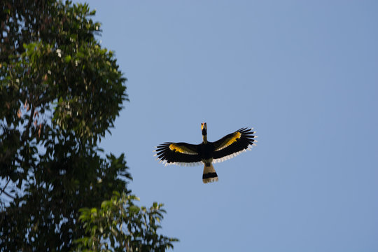 Fliegender Nashornvogel