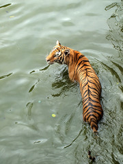 Royal bengal tiger