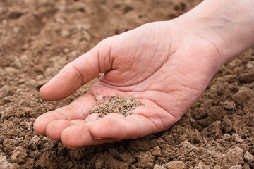 hand holding dill seeds