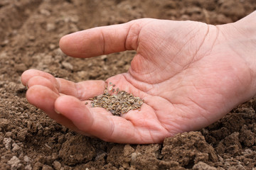 dill seeds in hand