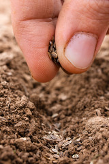 hand planting seeds in soil, closeup