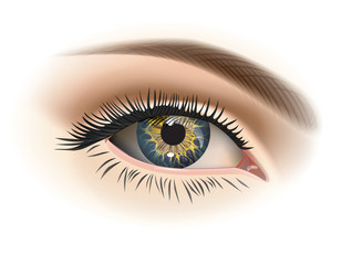 Female eye closeup. Vector