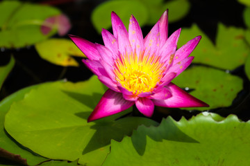 lotus flower