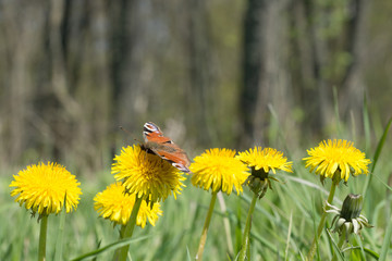Butterfly on the dandelion