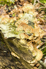 Hongo Trametes Versicolor