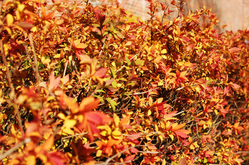 Red hedge in Kaliningrad
