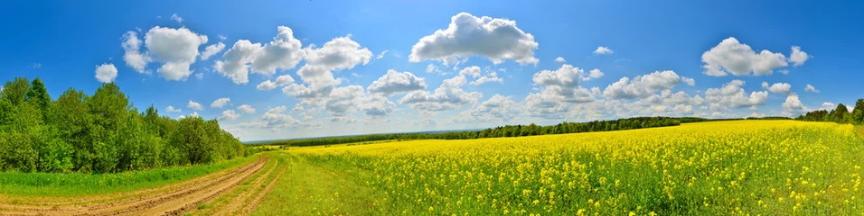 Selbstklebende Fototapete Land Frühlingsblumenfeld