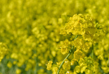 Rape Flower