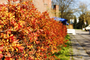 Red hedge in Kaliningrad