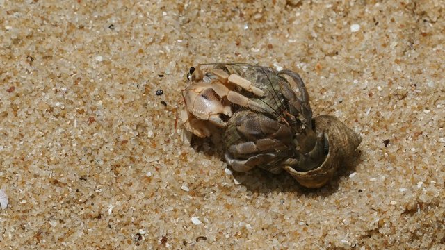 pair of hermit crabs in the sand close-up 4k
