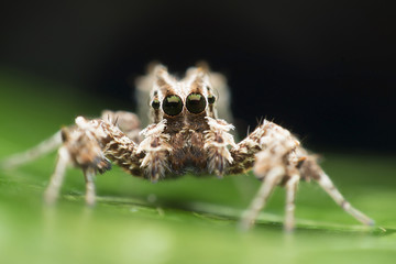 Spider. Photo was taken at a wildlife sanctuary in Thailand.