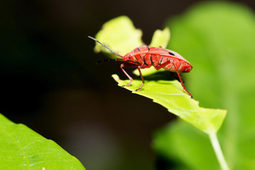 red firebugs