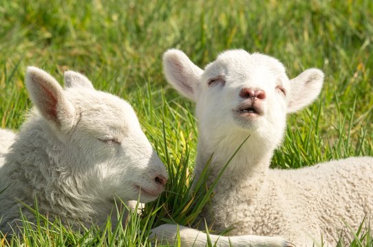 Osterzeit - zwei träumende Schaflämmer liegen im Gras 