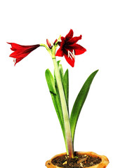 Amaryllis Flower