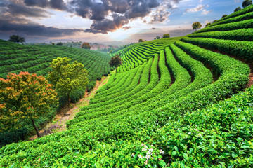 Fototapeta na wymiar Tea Plantations under sky