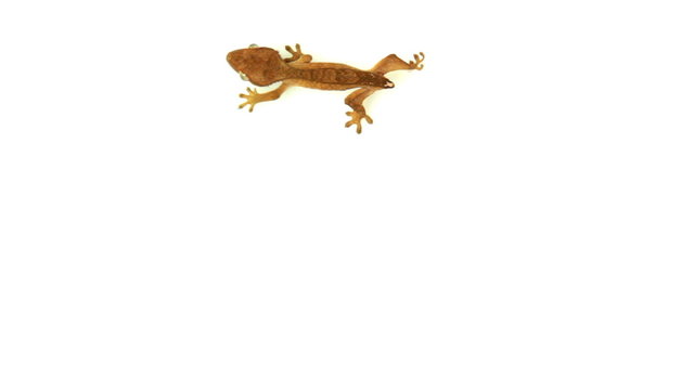 top view of isolated gecko