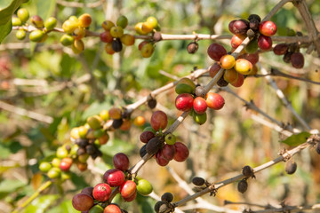 Kaffeebaum mit Früchten