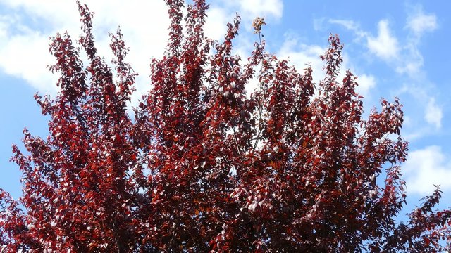 Kleiner Baum mit rotem Laub (Prunus cerasifera)