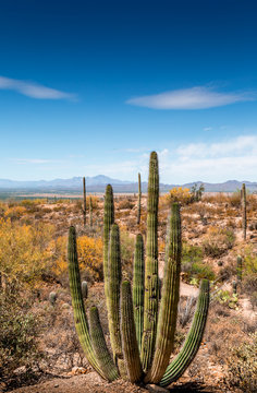 Arizona Desert Landscape.