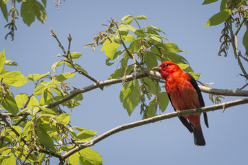 Scarlet Tanager