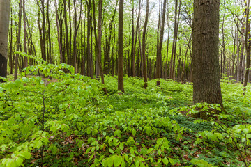 Gespensterwald Nienhagen