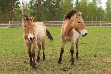 Obraz premium Две лошади Пржевальского