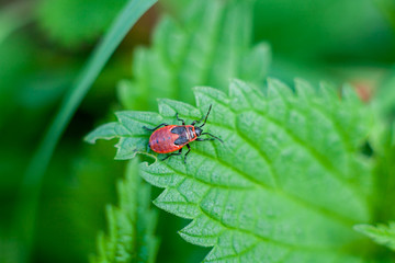 Tiny, red, Beetle climbing up the blade of green grass