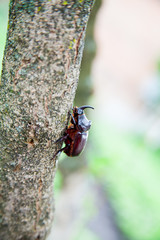 Rhinoceros beetle