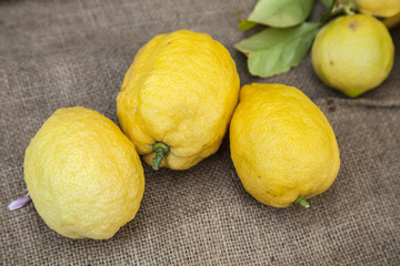 Yellow lemons organically grown