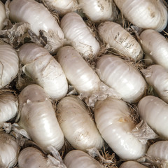 White onions organic farming