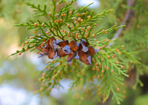 Thuja or pine branches with seeds on the tree