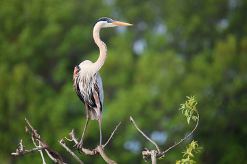 Great Blue Heron standing on a tree branch. It is the largest No