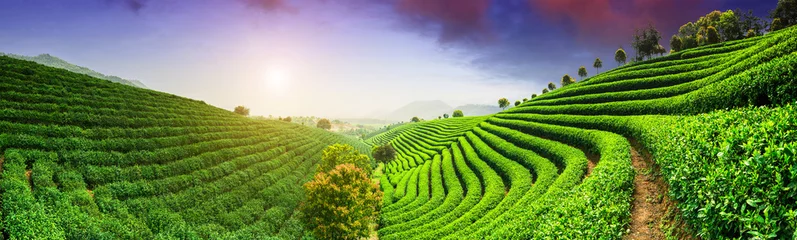 Abwaschbare Fototapete Teeplantagen unter Himmel © zhu difeng