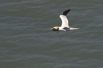 Gannet (Morus bassanus)