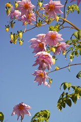 Flowers and sky