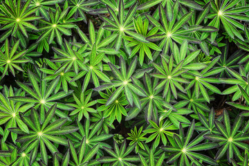 Lupin or leaves from above