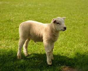 Obraz na płótnie Canvas little lamb
