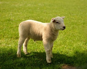 little lamb