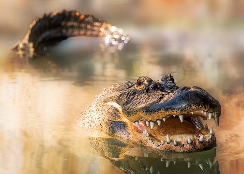 Alligator in water with teeth and tail showing