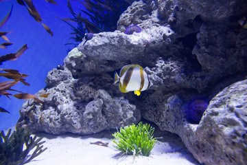 Fototapeta na wymiar Fish swimming in a tank with sea urchin 