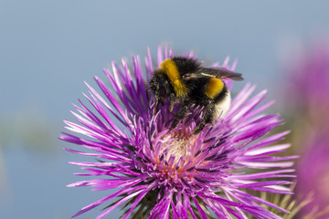 Commun Bee, polizating a Carpobrotus edulis, succulent plant