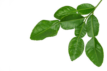 Fototapeta na wymiar Leaf of bergamot.