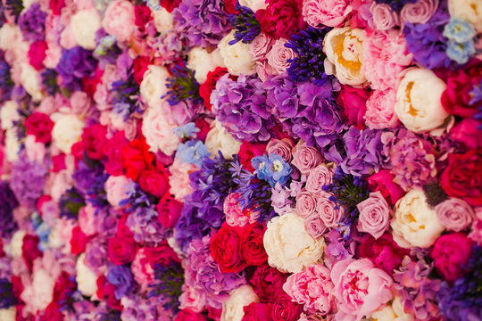 Beautiful wall made of red violet purple flowers, roses, tulips, press-wall, background
