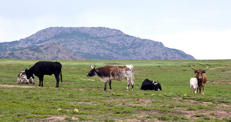 Longhorn Cows.